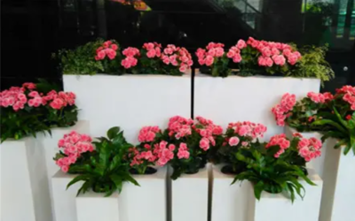 泰州綠植盆栽 專業(yè)正規(guī) 耐心周到