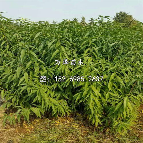 中油21號(hào)油桃樹(shù)苗 品種優(yōu)勢(shì)與批發(fā)價(jià)格全解析
