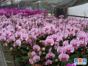 菏澤曹縣230畝優(yōu)質(zhì)肥沃平整土地出租，助力花卉苗木產(chǎn)業(yè)發(fā)展