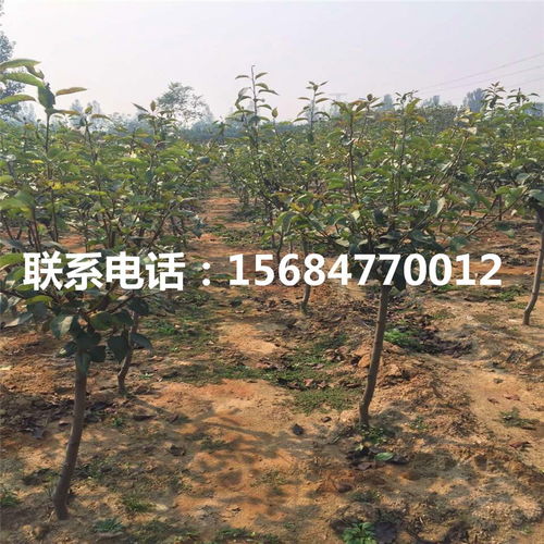愛(ài)宕梨樹(shù)苗價(jià)格與苗木租賃全攻略