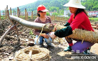 苗木經(jīng)濟(jì)激活鄉(xiāng)村 企業(yè)租地種苗木，村民家門口掙收入